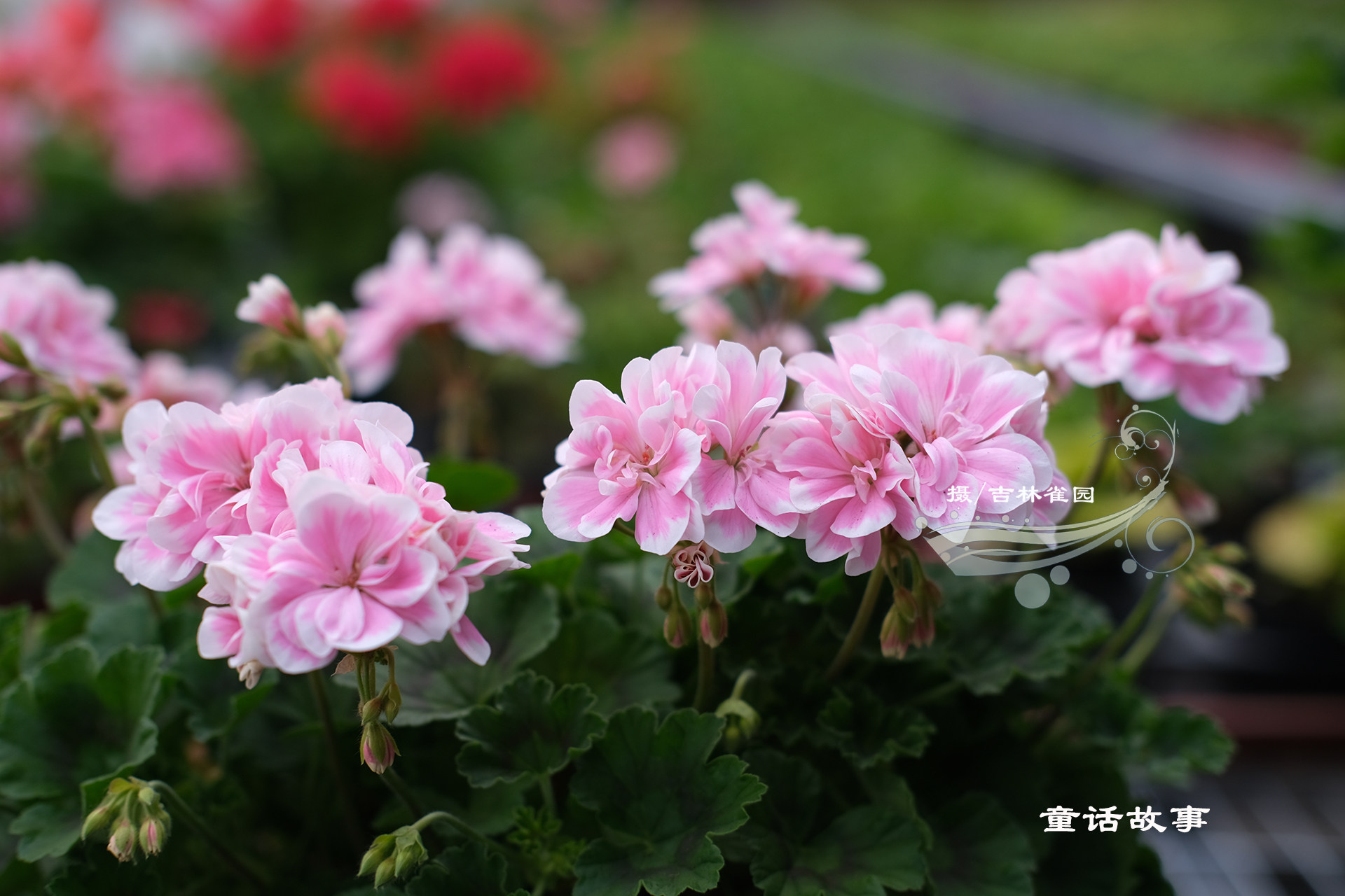童话故事saga直立天竺葵花花苗矮生开花机器版洋花卉