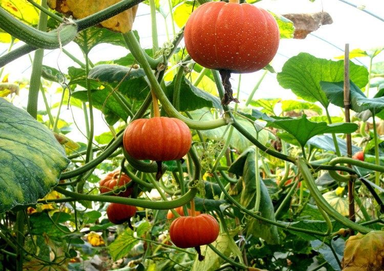 新鲜蔬菜山东农家红皮西洋南瓜倭瓜窝瓜2斤其它