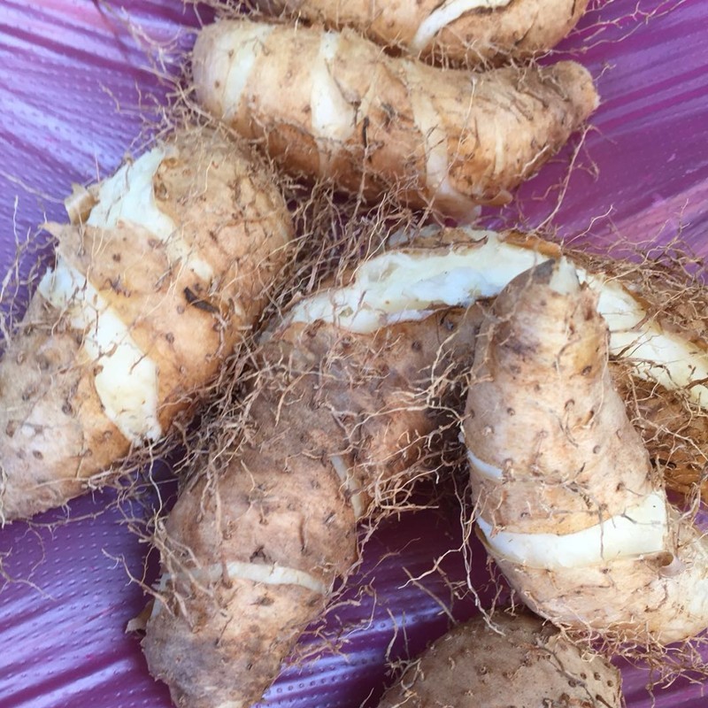 脚板猪仔薯田薯粉糯香野山山药小甜5斤包邮新鲜山药