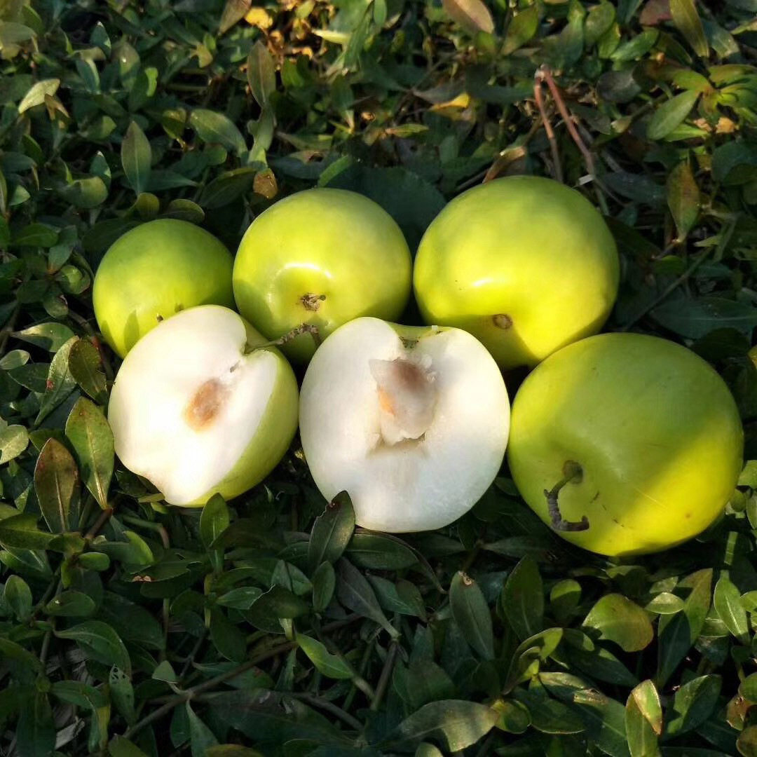 福建贵妃蜜枣酥脆爽口嘎吱新鲜应季水果枣子枣