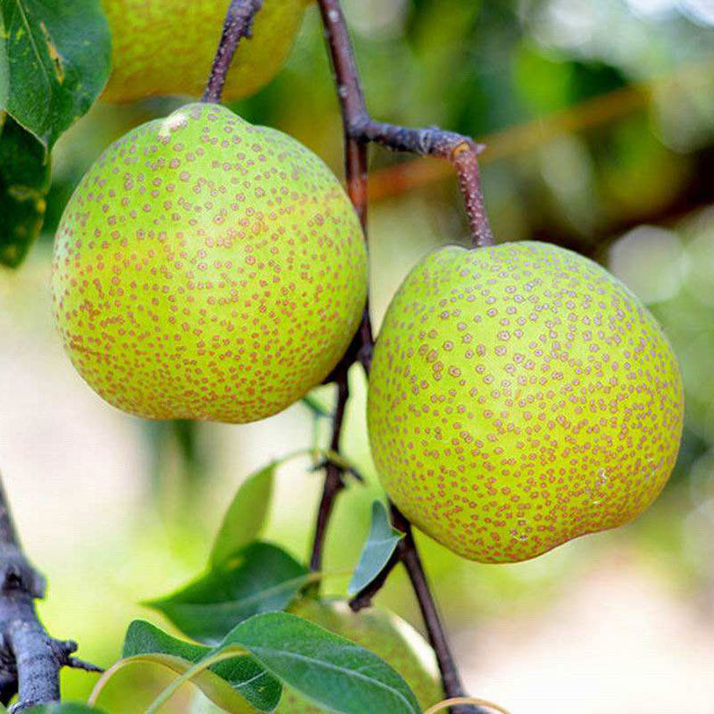 莱阳山东特产慈梨新鲜水果五斤梨