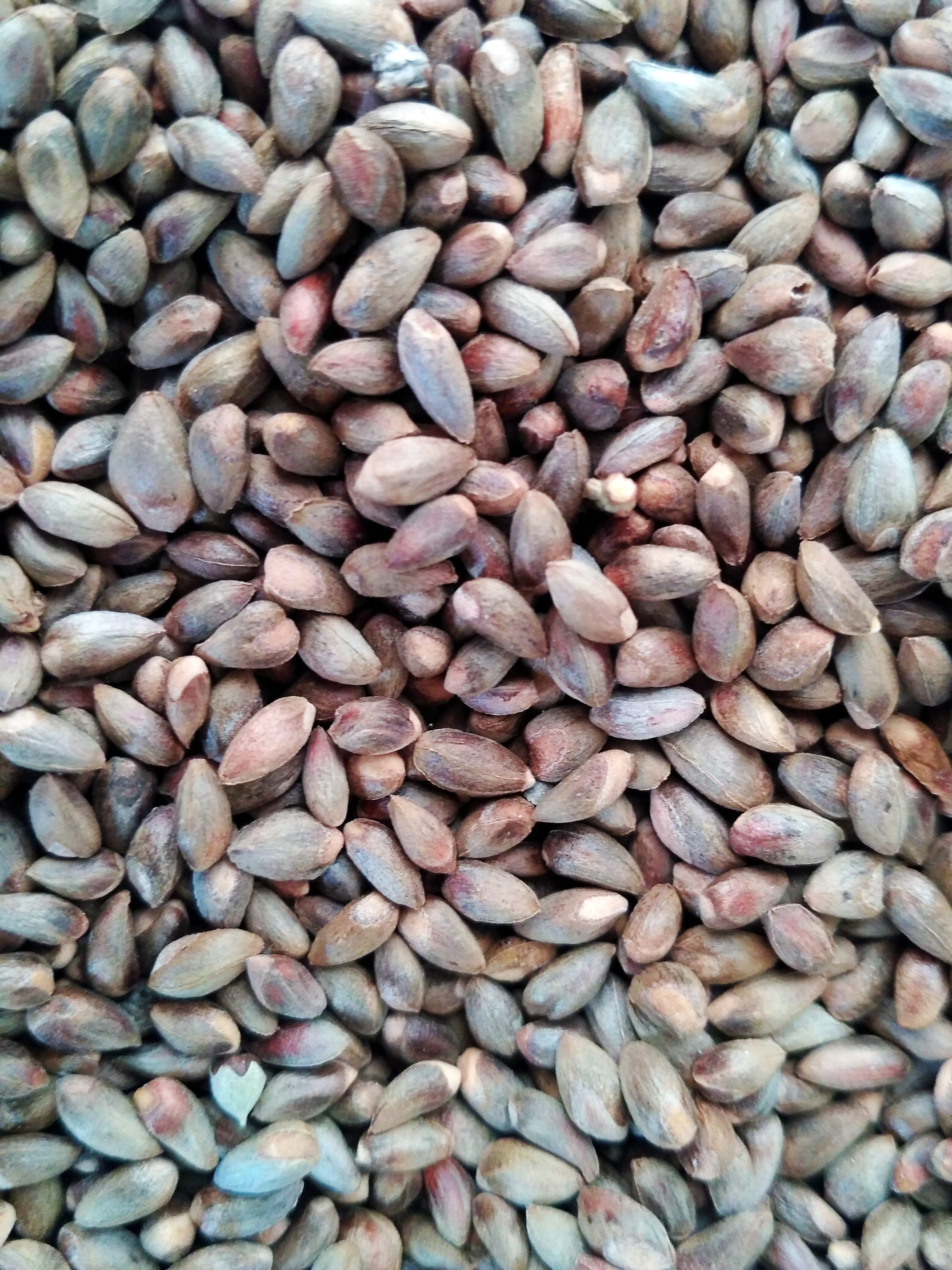 柏树500克种子饱满野生侧柏籽扁柏籽枕头可助其它