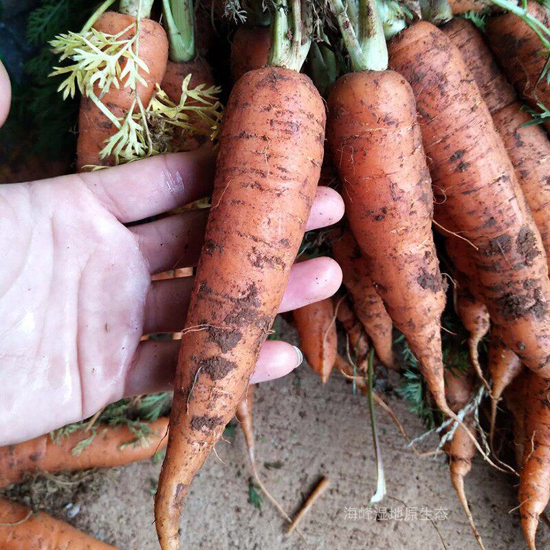 自家种植新鲜小胡胡萝卜云南高原带箱10斤其它