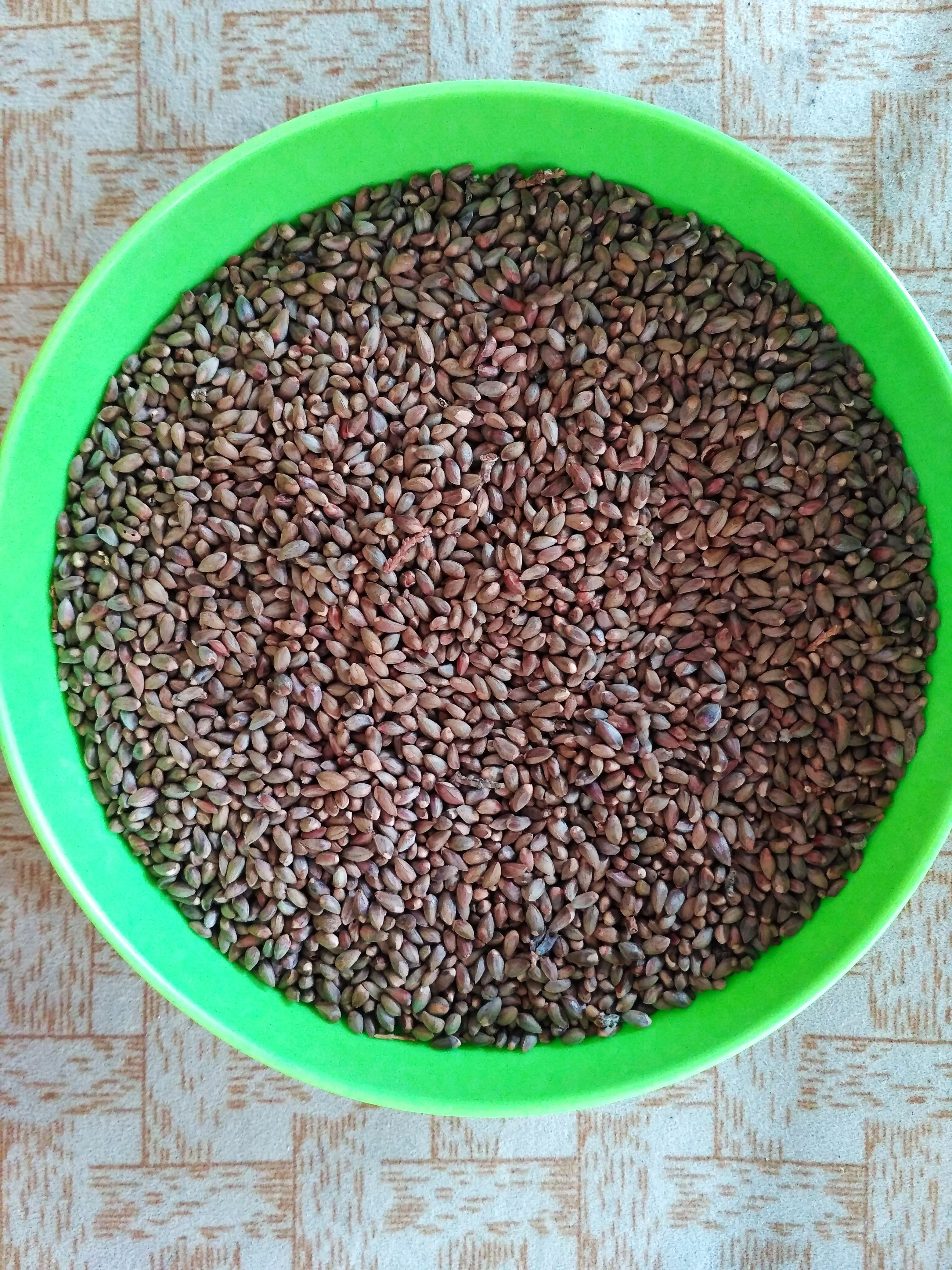 柏树500克种子饱满野生侧柏籽扁柏籽枕头可助其它