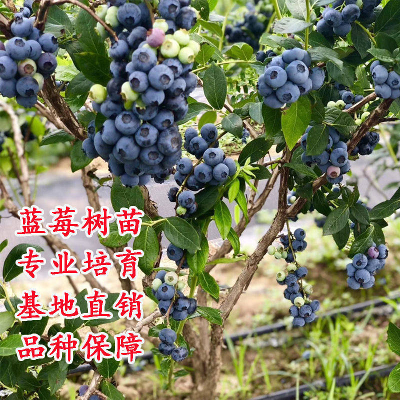 蓝莓苗蓝梅树果苗盆栽地载阳台特大南方北方果树