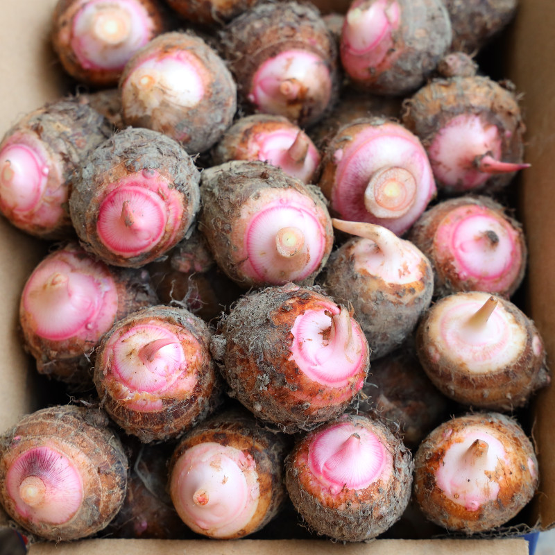 广西红芽小芋头新鲜芋艿10斤荔浦芋头仔现挖现芋头