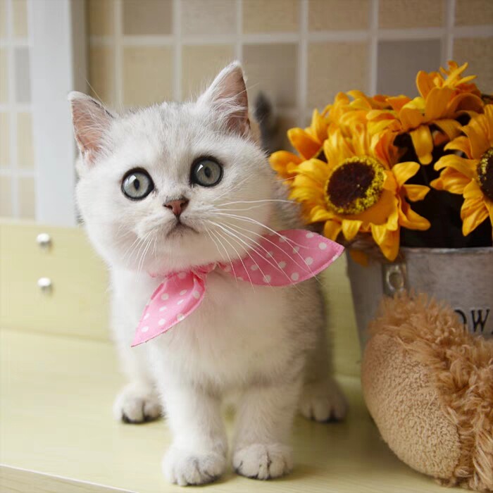 宠物银渐层幼体小奶猫小型纯种英国短毛猫家家养猫咪