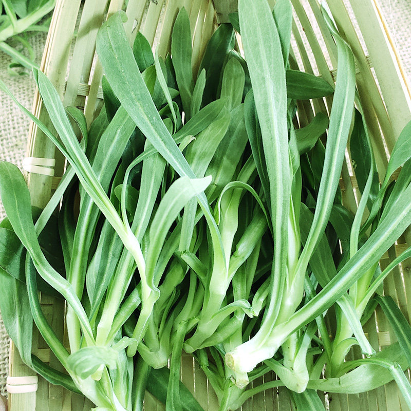 农家3斤面条新鲜蔬菜菜叶天然野菜扫帚菜蒸叶菜类