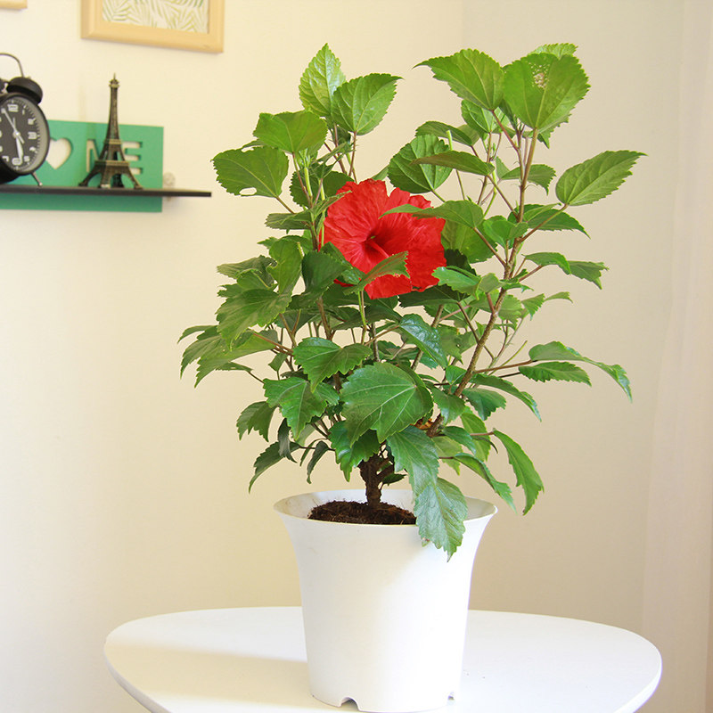 四季盆栽绿植植物花卉红色扶桑花苗大花重瓣朱绿植