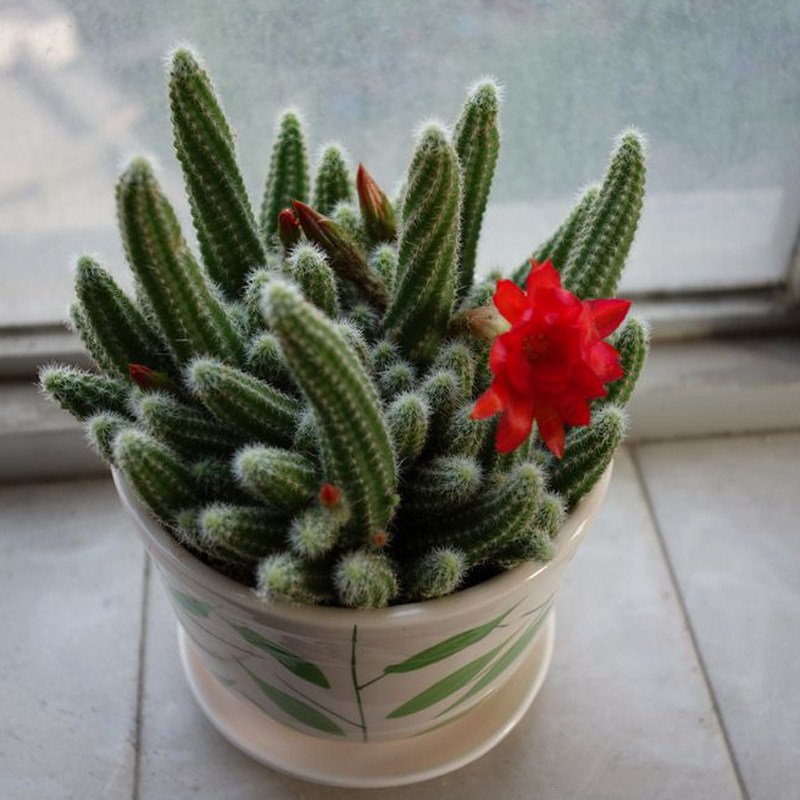 室内仙人毛毛虫多肉植物会开花的仙人掌防辐射桌面多肉植物