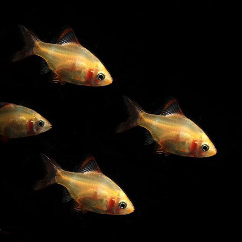 虎皮小型热带鱼新手鱼耐宠物观赏鱼淡水活体金虎皮鱼