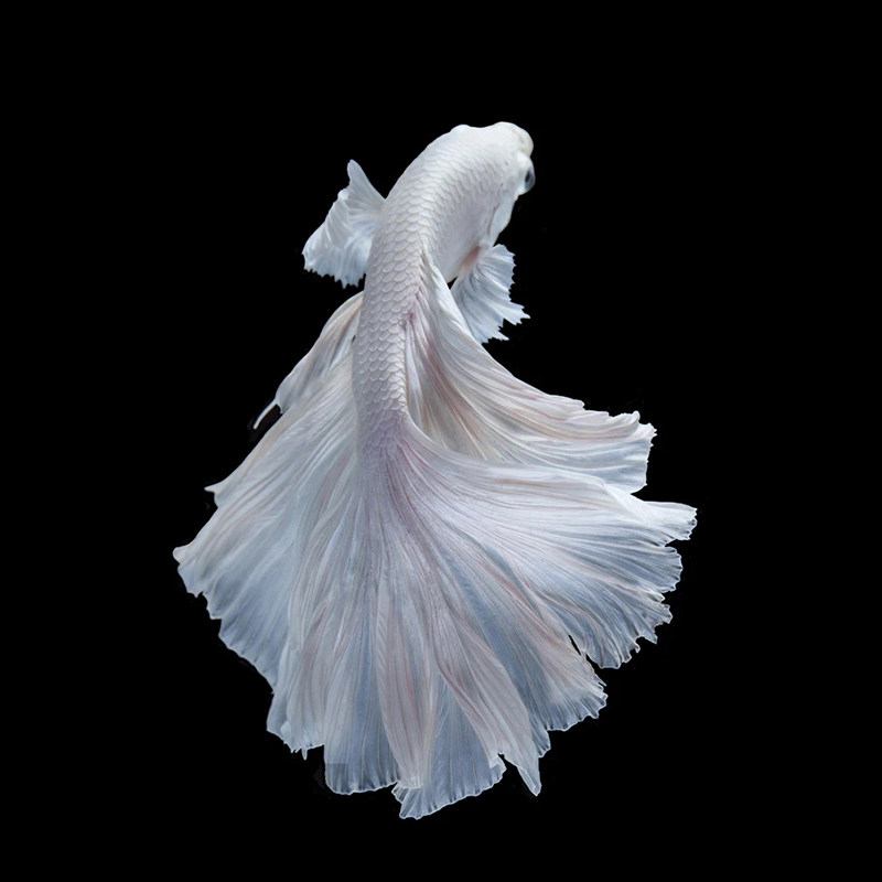 泰国白色斗鱼活体纯白半月月好热带鱼观赏鱼宠物鱼