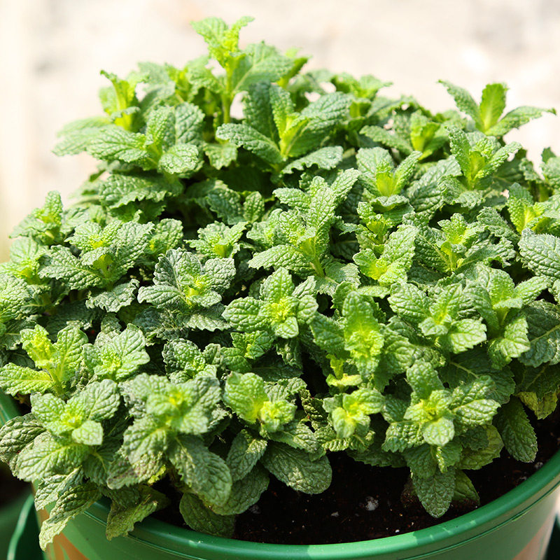 薄荷小叶盆栽食用绿植养活柠檬柠檬猫猫薄荷可食用绿植