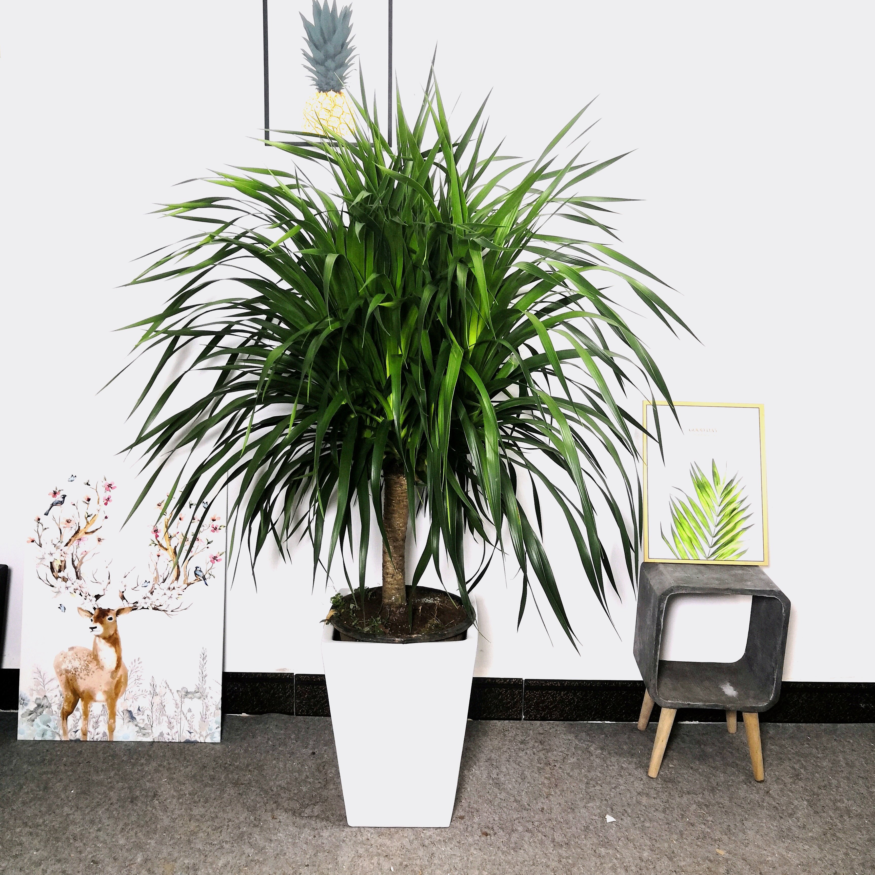 龙血盆栽龙须树室内客厅甲酫花卉植物办公室盆景大型绿植