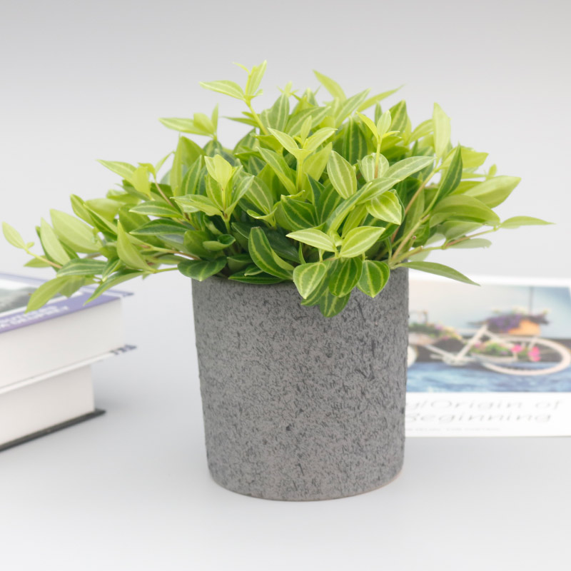 钻石翡翠盆栽室内净化空气甲醛绿植办公室植物花卉绿植