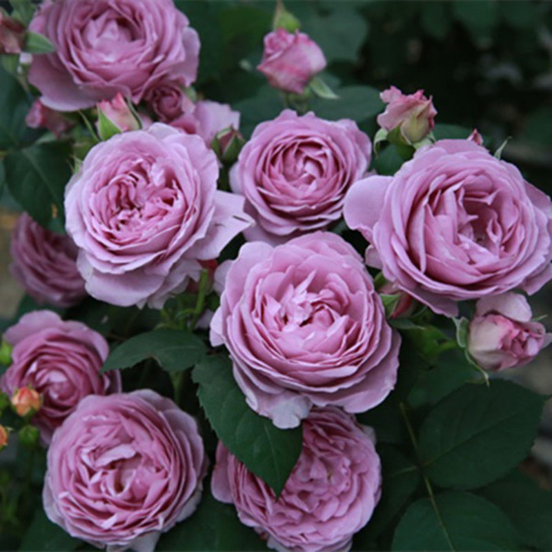 欧月月季花 蓝色风暴 月季花灌木丰花热门品种玫瑰