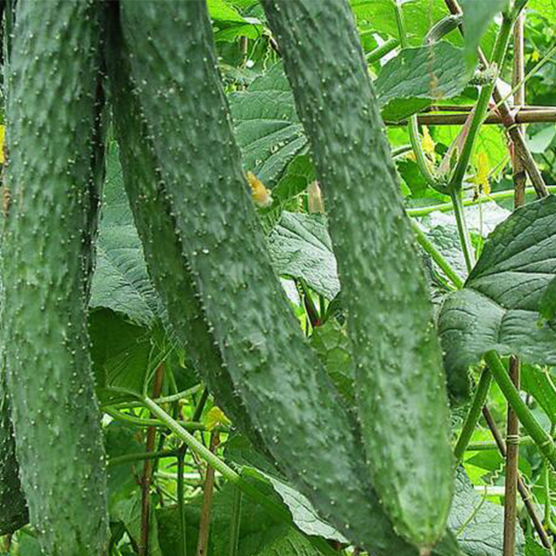 崇明本地黄瓜农家自种新鲜蔬菜现摘现发江浙沪黄瓜