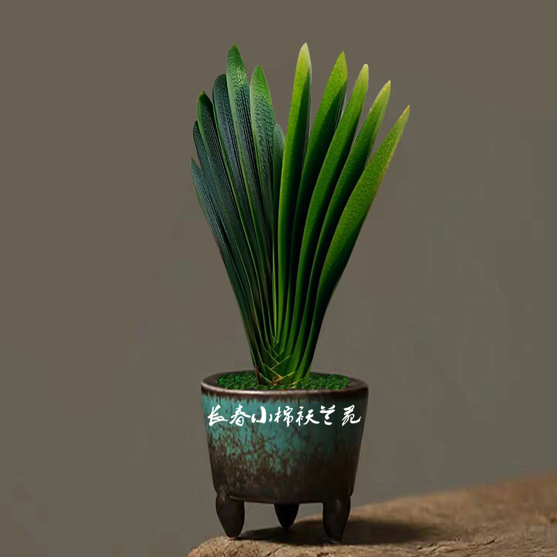 88元三年君子兰将军令板油钢板麻脸胜利盆栽室内绿植