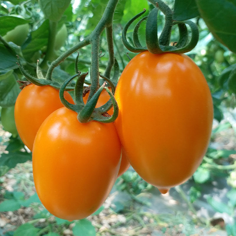 圣女果黄色千禧小番茄大西西红柿罗曼新鲜水果蔬菜番茄