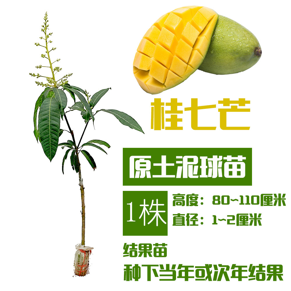 芒果果苗树苗四季蜜芒金煌芒苗嫁接苗带叶带泥果树