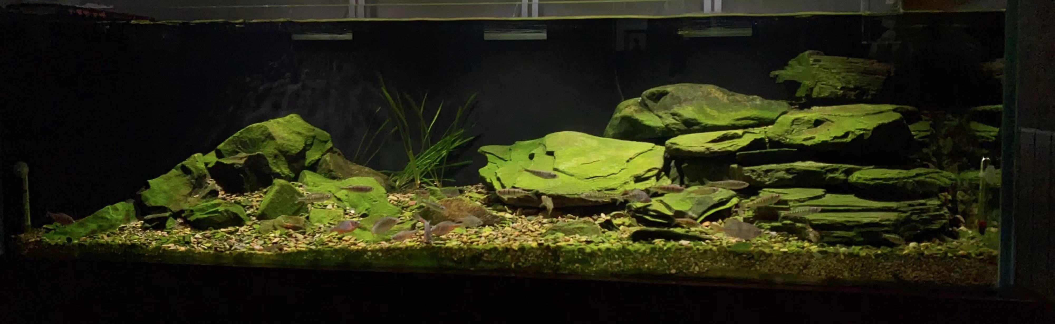 造景溪流原生片岩石虾虎三湖鱼缸鹅卵石页岩造景