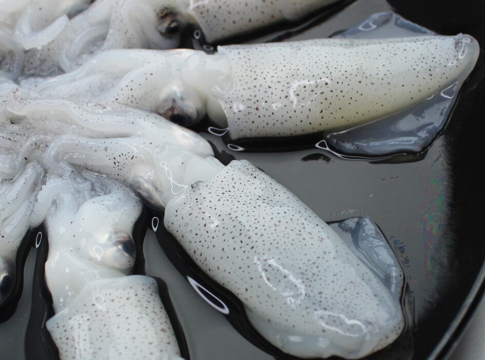 海鲜墨鱼鲜活新鲜小海海兔乌贼水产墨斗鱼冷冻其它