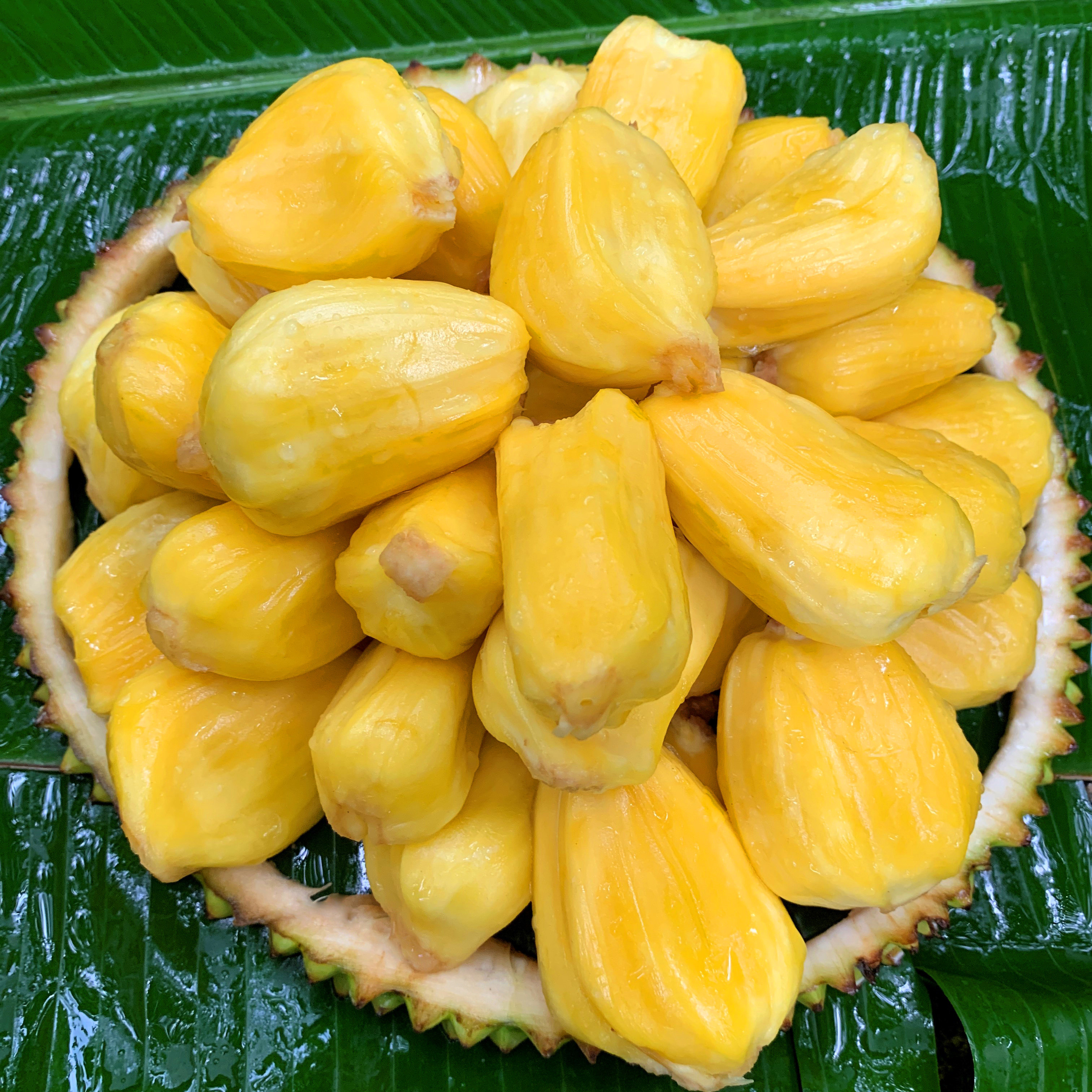菠萝蜜一整个16-18斤新鲜水果包邮海南三亚黄肉干苞波罗蜜现摘发