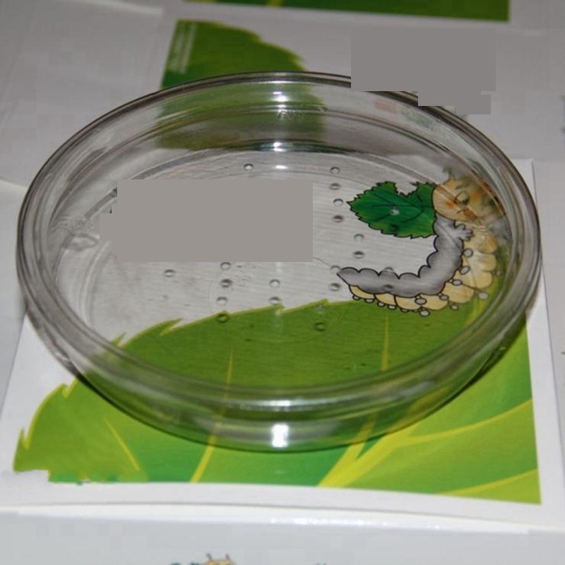 养蚕蚕宝宝盒子盒蚕饲养放大镜观察透气带孔养盒蚕宝宝