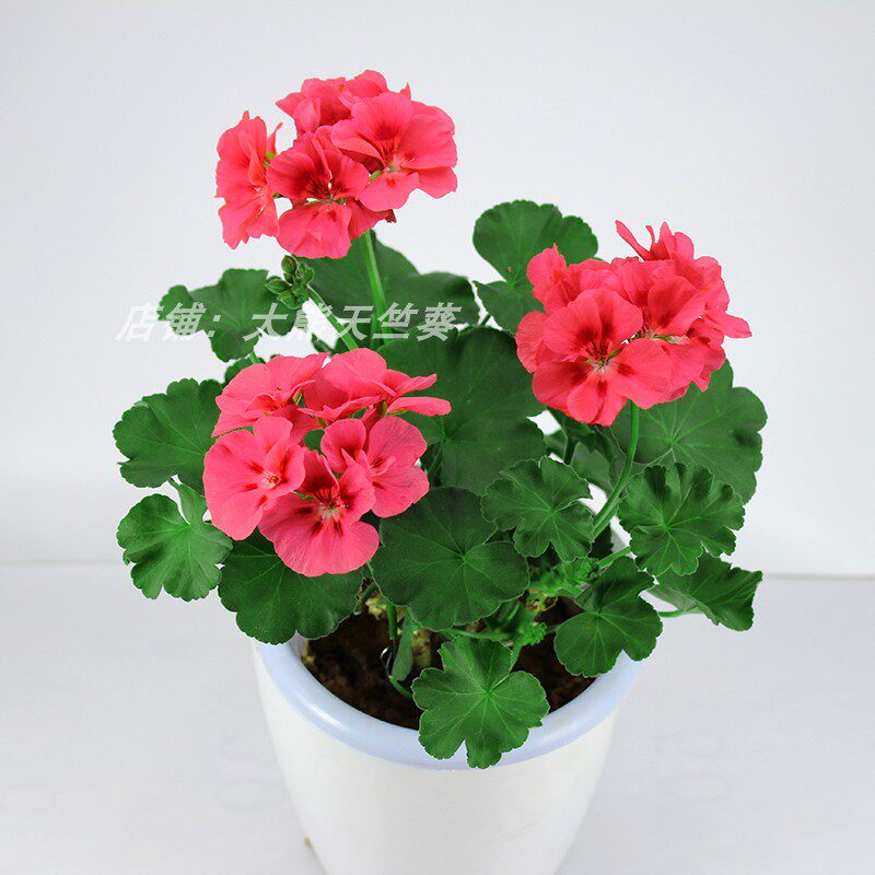 天竺盆栽花卉植物室内花易养活重瓣直立立大花卉