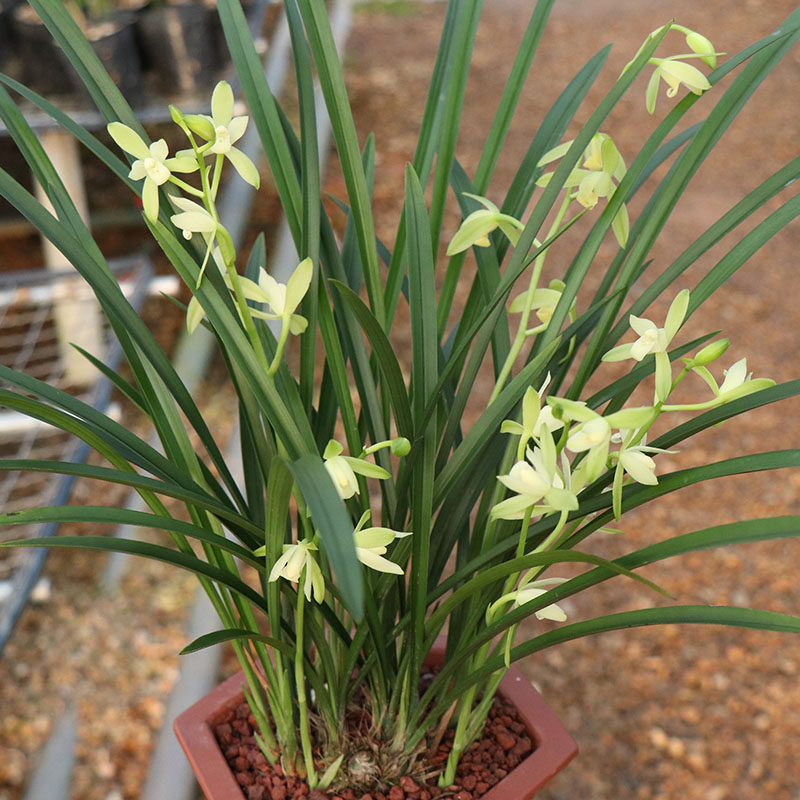 兰花苗 铁骨素8苗 建兰四季兰花卉盆栽绿植室内办公室卧室素心_双氙