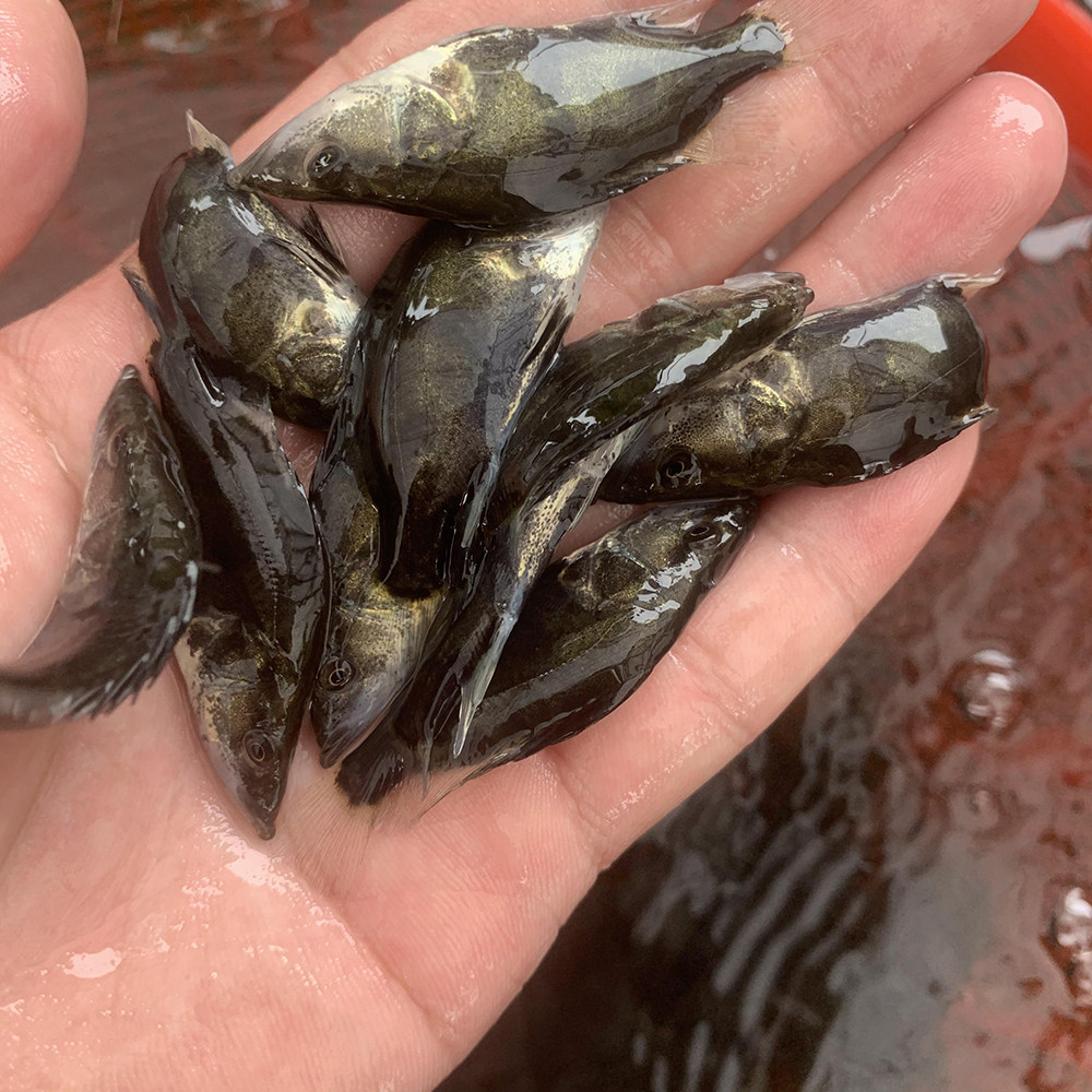 桂花鱼苗鳜鱼优质活体淡水翘嘴肉食性养殖凶猛鱼