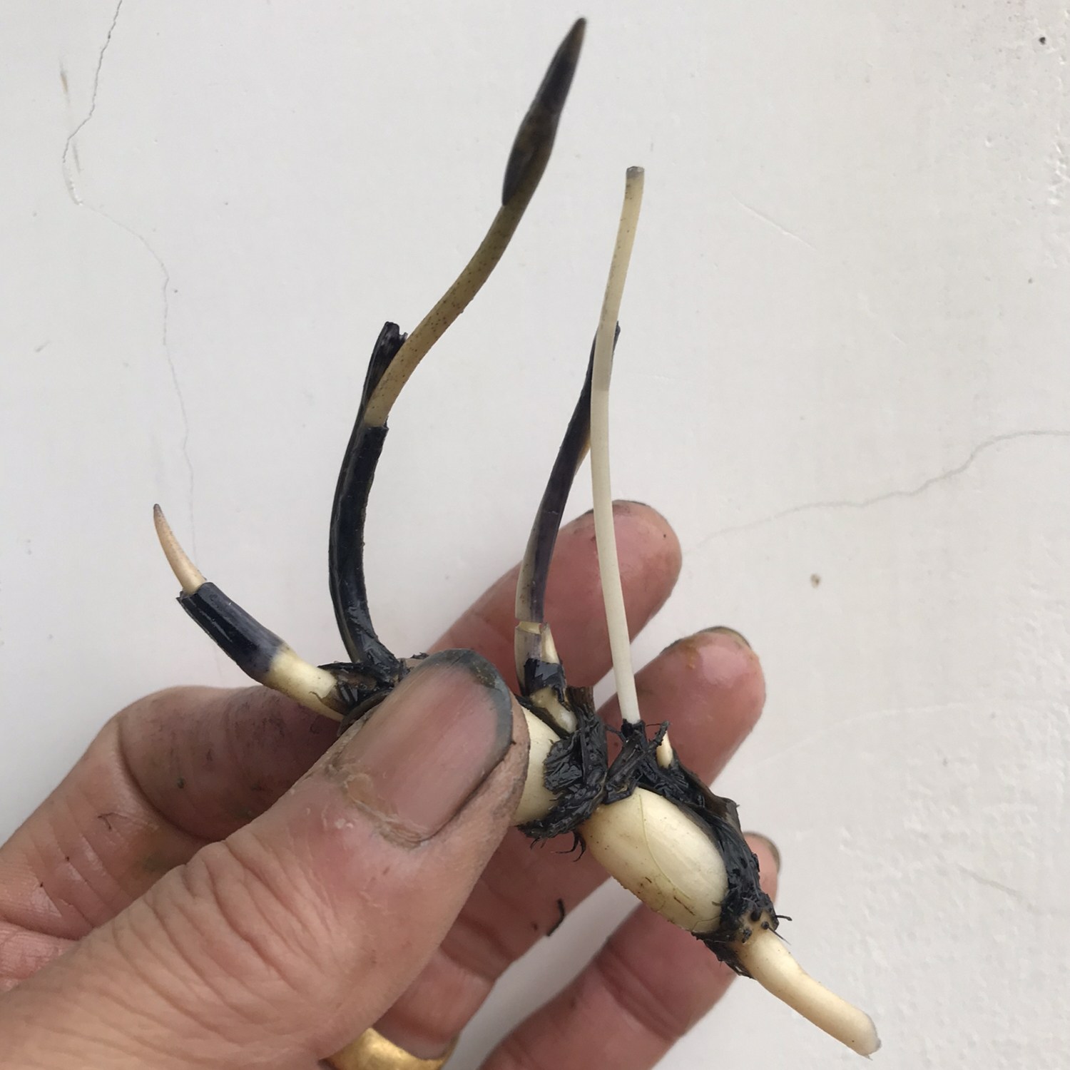 荷花碗莲种微型小荷根茎花苞水生迷你成品小杯时令草本花卉