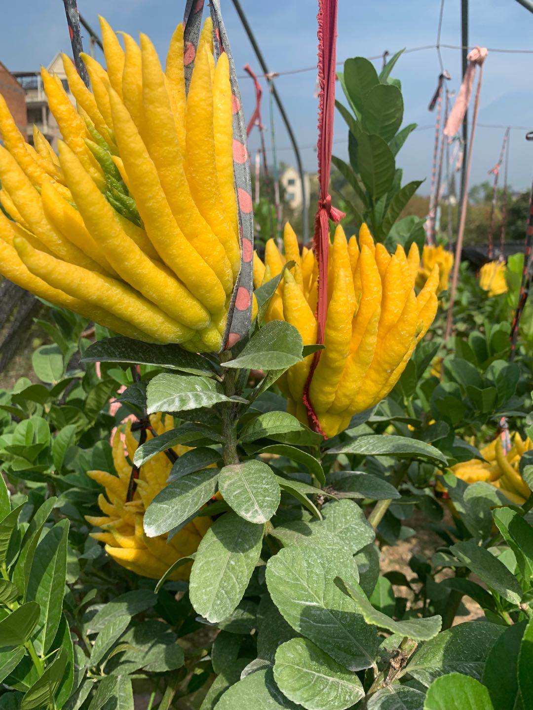 现剪现发】金华佛手果新鲜/带枝水养佛手/供佛佛手/新鲜佛手果  价格