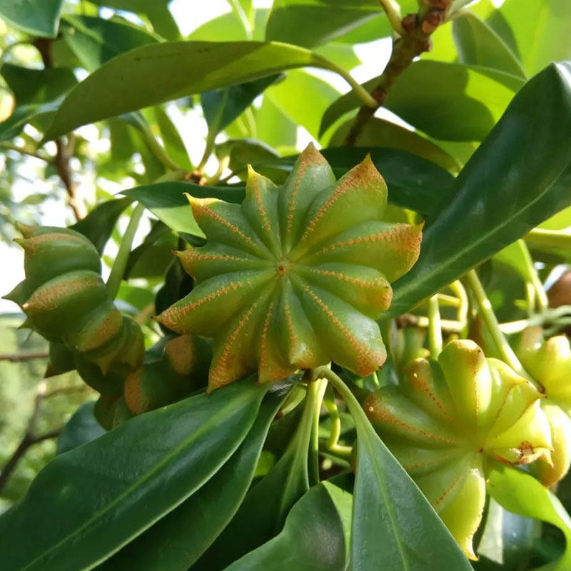 广西藤县正宗全干大红八角大料无硫十成火锅花椒