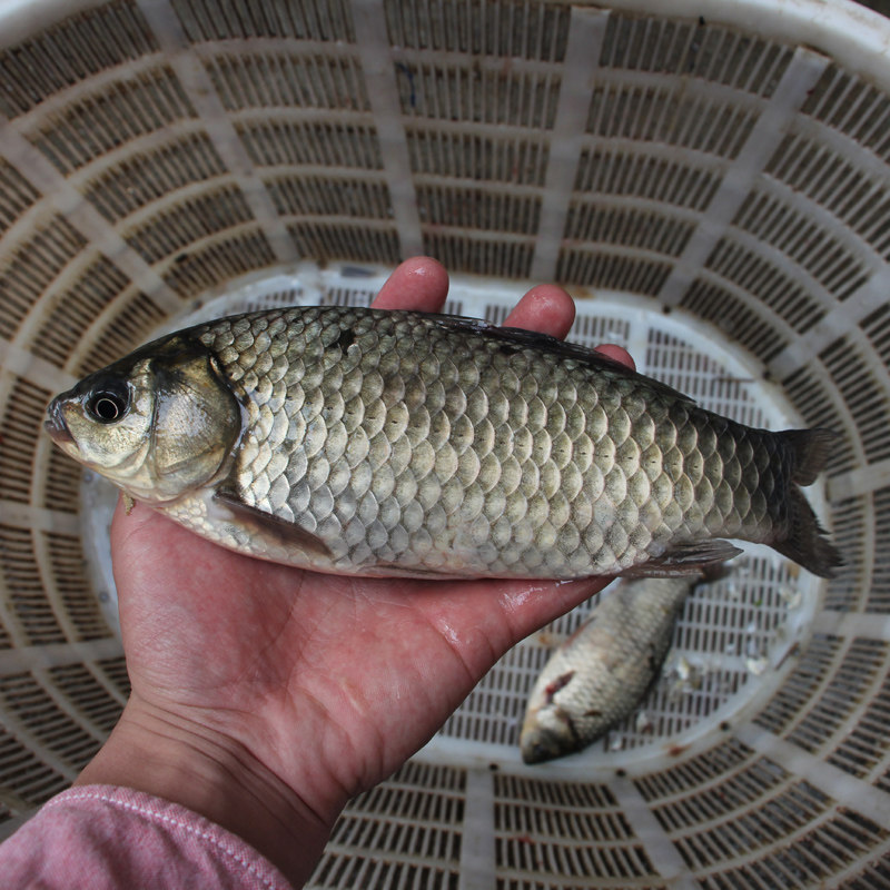4斤活鱼宰杀洪湖鲫鱼新鲜现杀包邮鲜活野生鱼湖区活鲫鱼小河鱼 - 醉