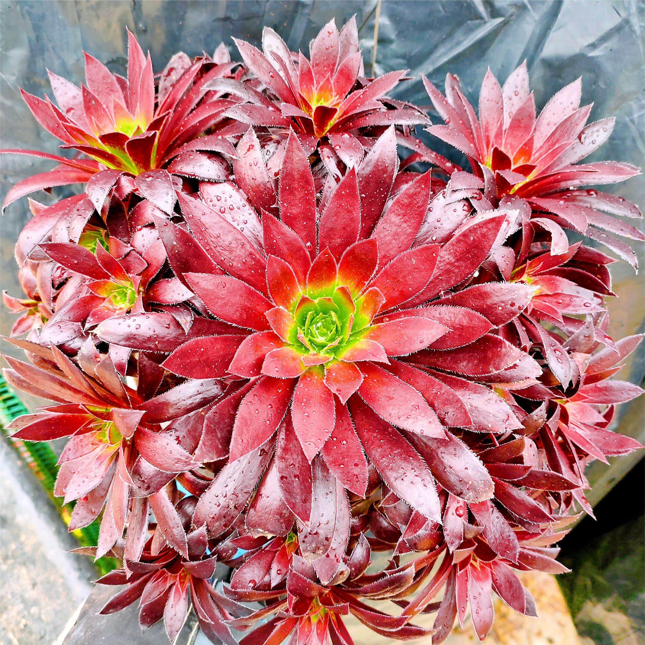 法师植物正版火凤凰孔雀群生老桩多肉新法师三仙多肉植物