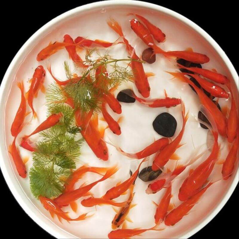 包活家养招财好养金鱼活鱼小鱼鱼苗草金小型鱼