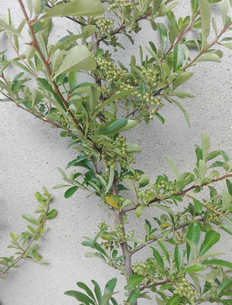 庭院花卉围墙篱笆绿篱小苗火棘带刺防盗植物绿植