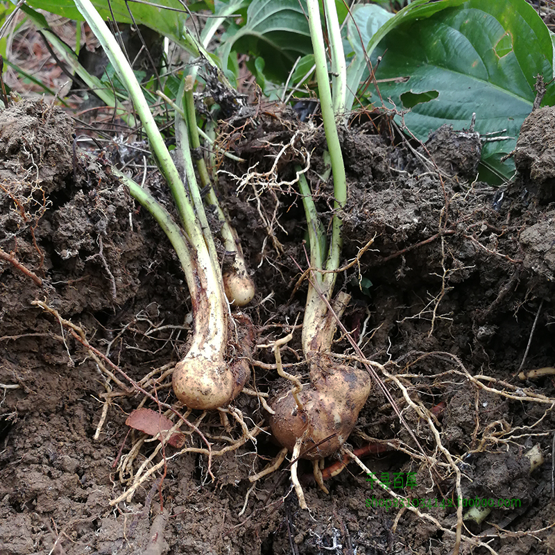 新鲜水田七野生屈头鸡土三七水田七现挖水田七苗根水虾公500g草药-mc