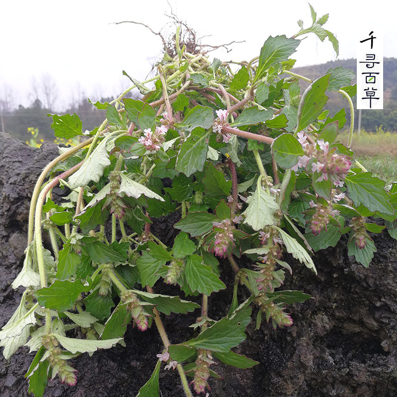 散血草功效散瘀草图片