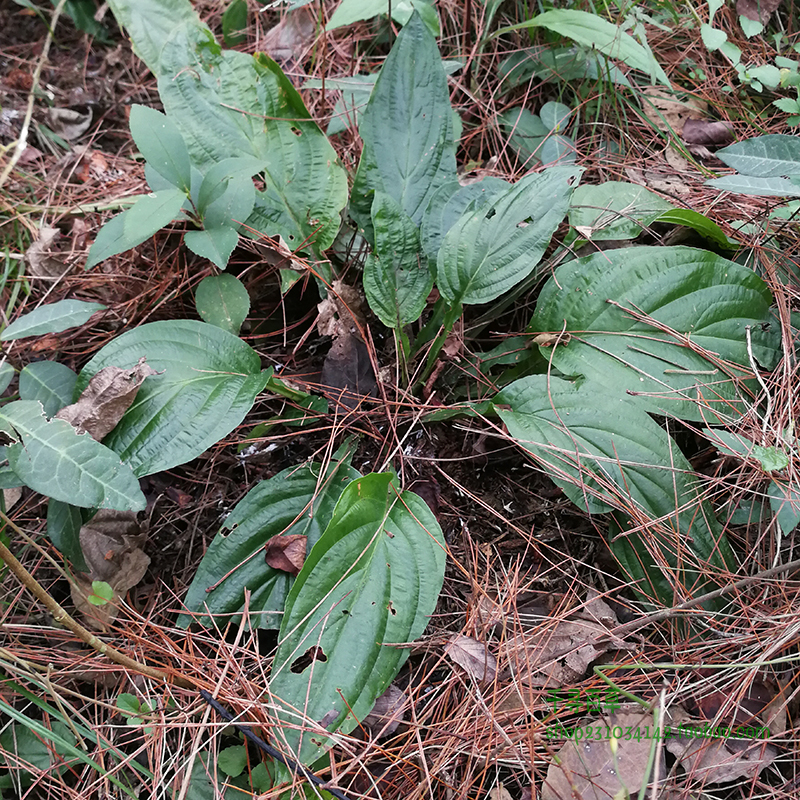 田七水田新鲜野生屈头鸡土三七七水现挖苗根其他药食同源食品