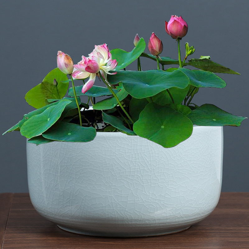 水培碗绿萝鱼缸小金鱼小金缸多荷花草绿莲花铜钱花盆