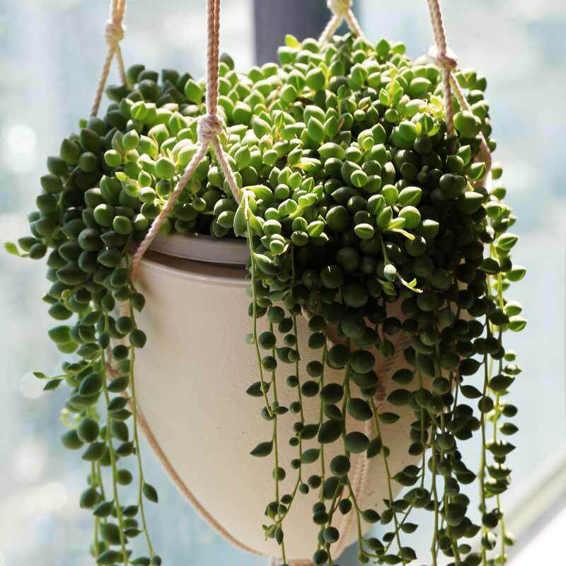 垂吊佛珠锦多植物悬挂室内阳台情人藤本藤蔓多肉植物
