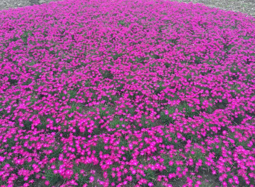 石竹小盆盆栽耐寒地被绿植庭院草坪四季开花时令草本花卉