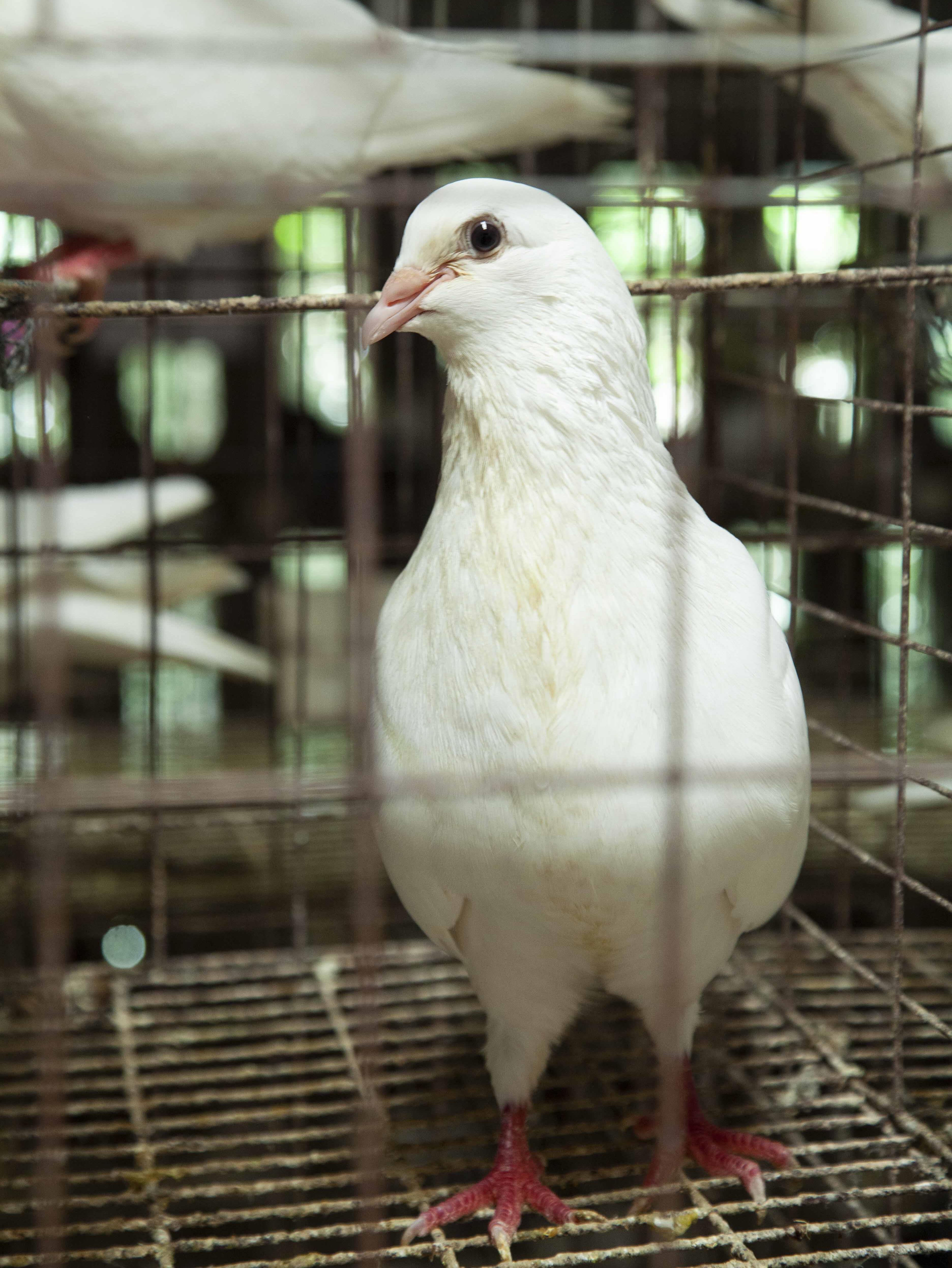 鸽子农家自养活体体现杀散4只新鲜乳鸽生鲜乳鸽