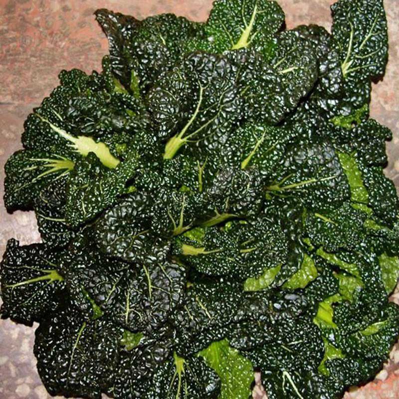 青菜易种小白菜泡菜泡泡油菜种籽性好明星耐旱家庭园艺种子