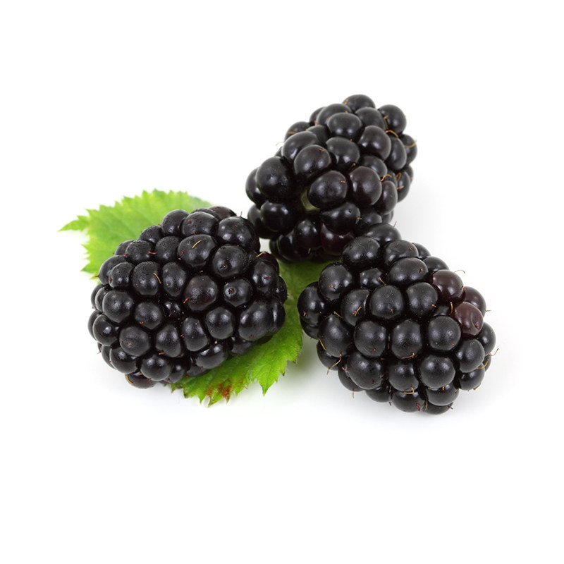 黑莓家庭水果花园庭院露台阳台盆栽先生黑树果树