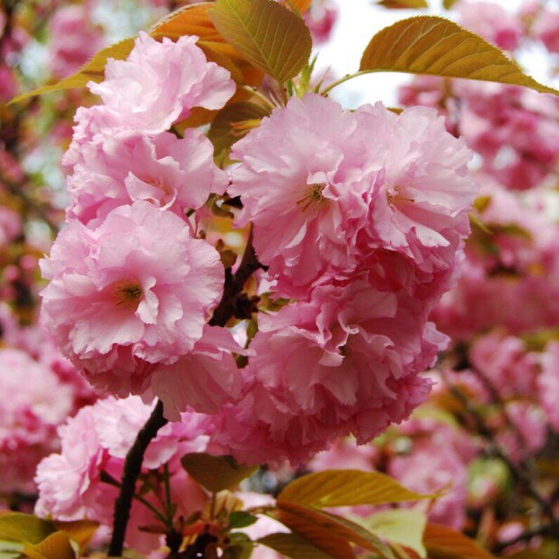 树苗园林绿化庭院植物嫁接樱花樱花树日本红花晚樱行道树