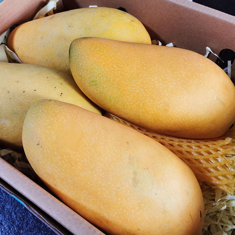 水仙芒果海南大金金煌当季新鲜水果10斤应季芒果