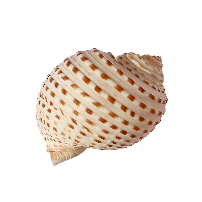 贝壳巨型超级满额包邮天然超大海螺贝壳花点琴海螺